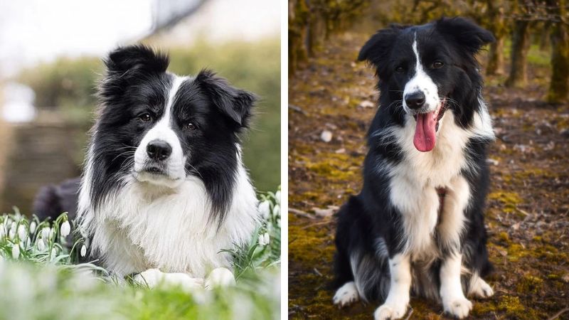 Tính cách chó Border Collie