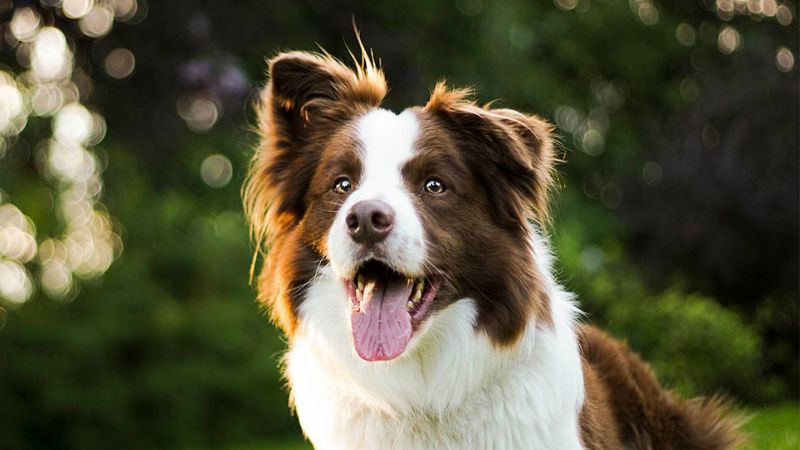 Những lý do nên nuôi Border Collie