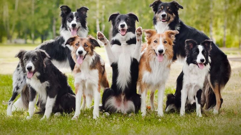 Các màu lông chó border collie phổ biến