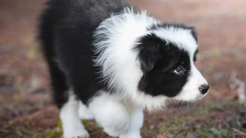 Cách chăm sóc, vệ sinh chó border collie