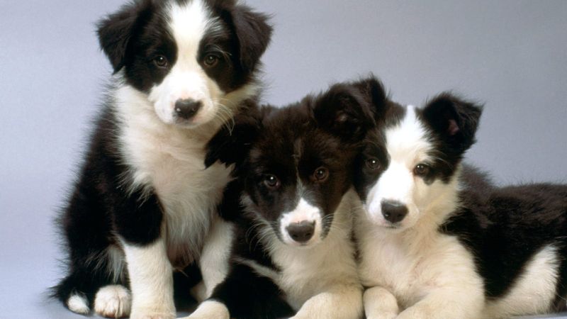 Các vấn đề sức khỏe thường gặp ở chó Border Collie