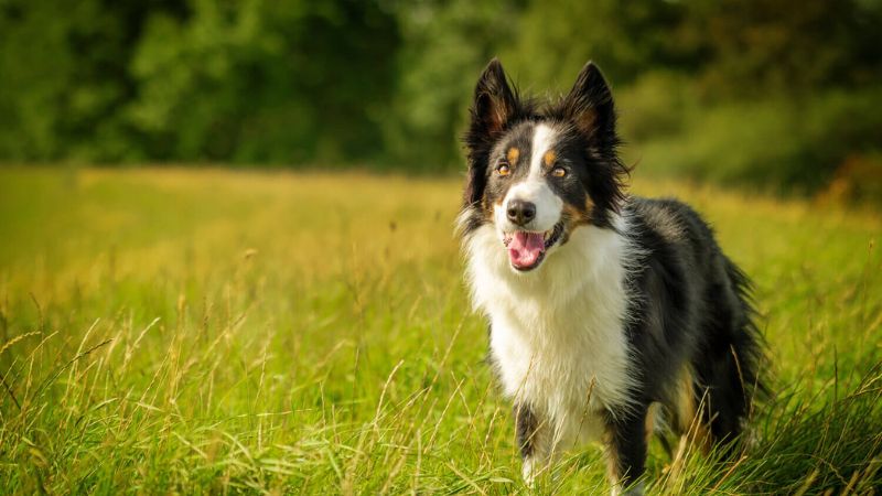 Lưu ý khi nuôi chó Border collie