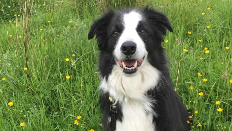 Bảng giá chó border collie