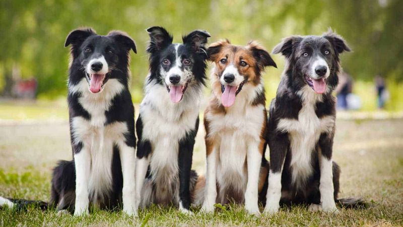 Lưu ý khi mua chó border collie