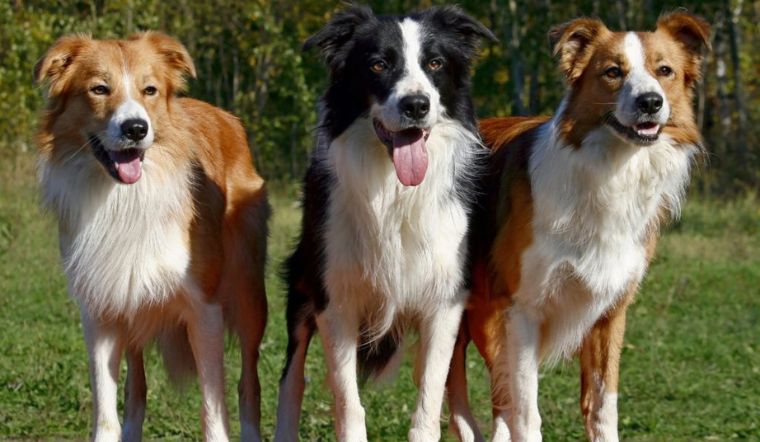 Chó Border Collie: Nguồn gốc, đặc điểm, cách nuôi, giá bán