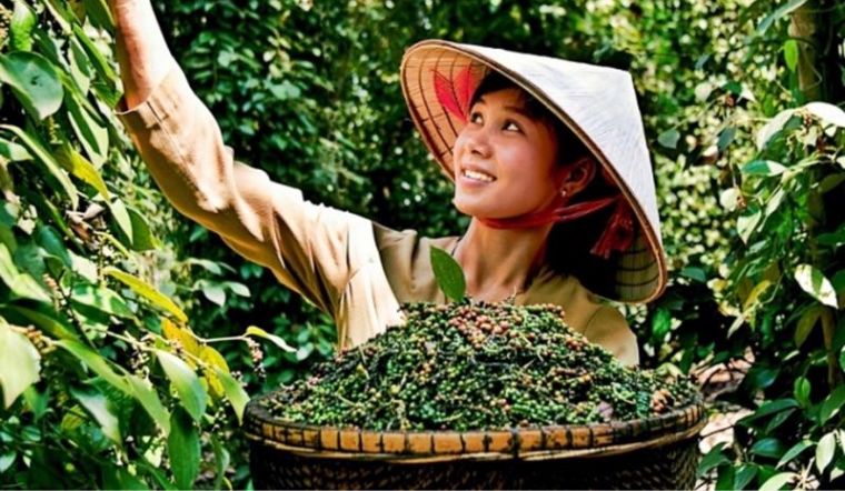 Giá tiêu hôm nay 27/01/2023: Giảm nhẹ ở nhiều tỉnh thành