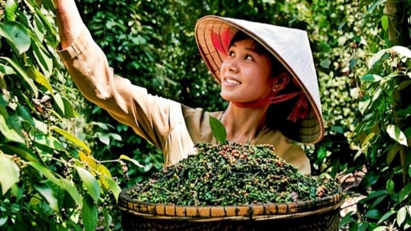 Giá tiêu hôm nay 27/1/2023 trong nước