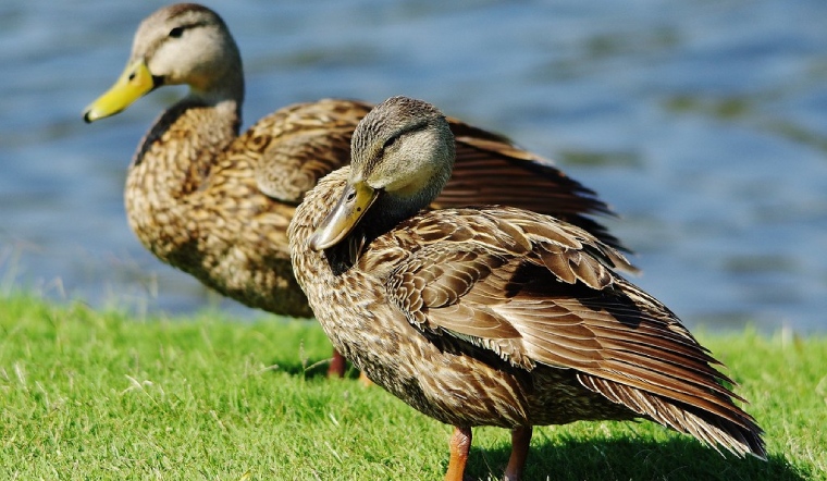 Giá gia cầm hôm nay 27/01/2023: Thị trường giá ổn định