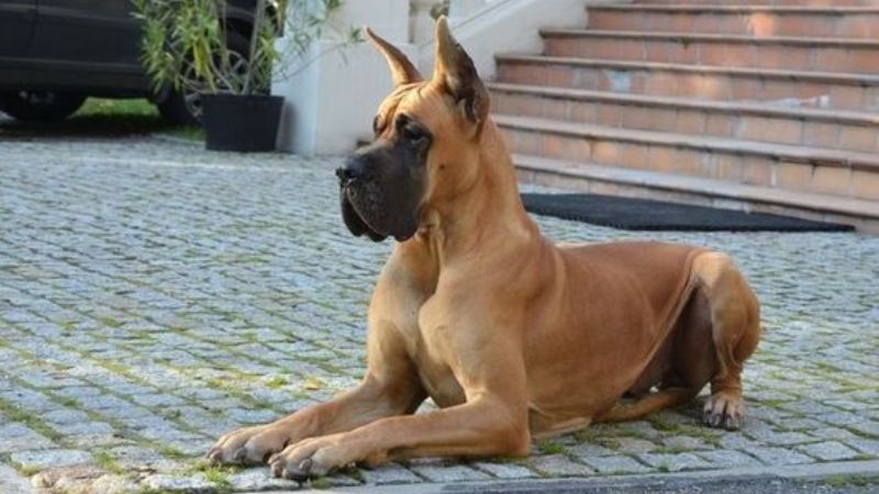 Nguồn gốc chó great dane