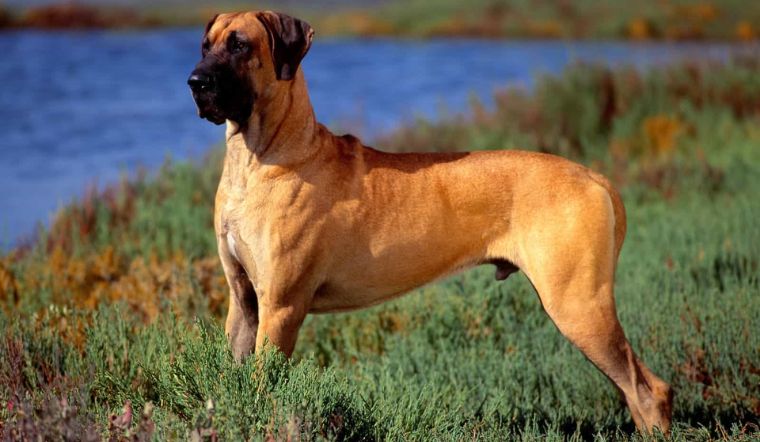 Chó Great Dane: Đặc điểm, cách nuôi, cách chăm sóc, giá bán