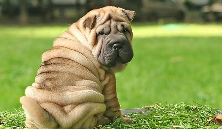 Chó Shar Pei là giống chó gì? Cách nuôi, cách chăm sóc, giá bán