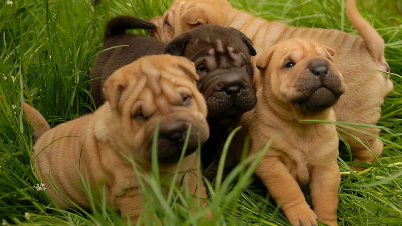 The Shar Pei breed has 2 types: the traditional Shar Pei breed (bone muzzle) and the Shar Pei breed with mixed flesh (meat muzzle)