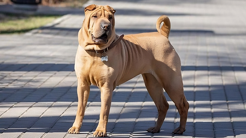 A Shar Pei dog weighs about 25 - 30kg and stands about 45 - 51cm tall