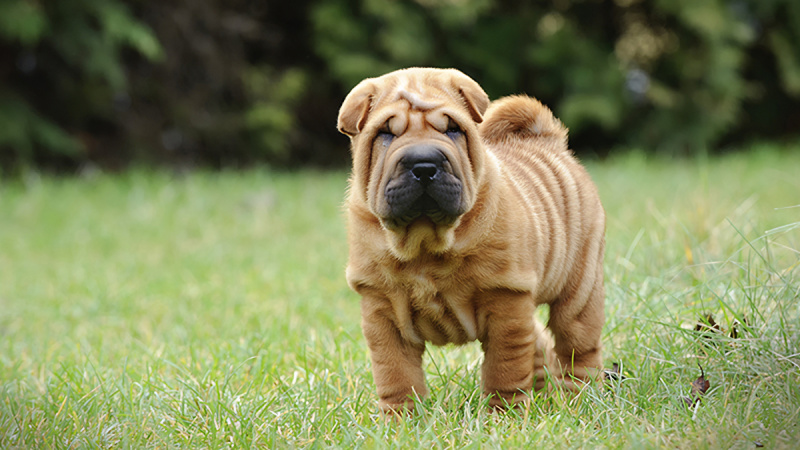 Shar Pei dogs are quite gentle, affectionate, and loyal to their owners