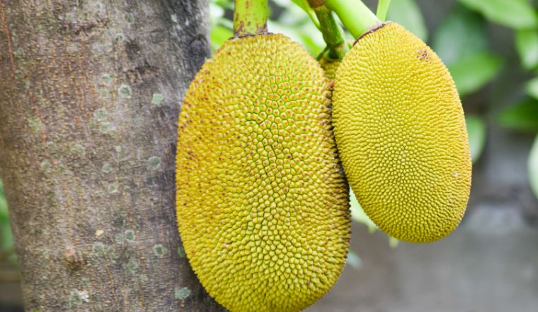 Giá mít Thái hôm nay 27/01/2023: Giá mít không thay đổi