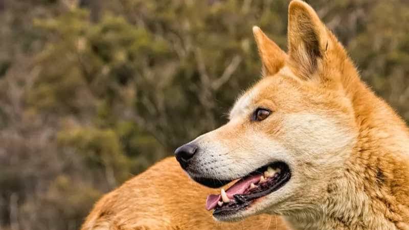 Các màu lông chó dingo phổ biến