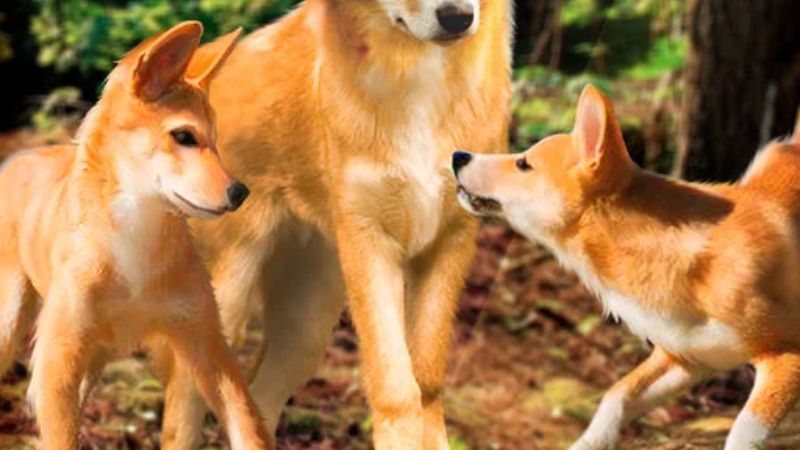 Các vấn đề về sức khoẻ chó dingo thường gặp