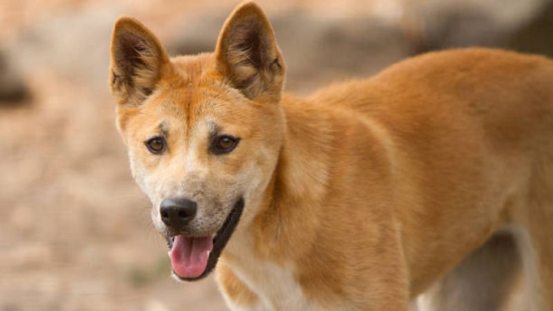 Bảng giá chó Dingo