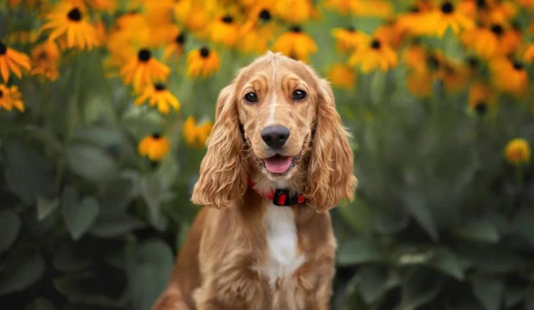 Nguồn gốc chó Cocker, đặc điểm, cách nuôi, giá bán