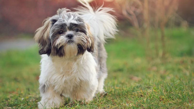Tìm hiểu giống chó Shih Tzu, đặc điểm, cách nuôi chó chi tiết