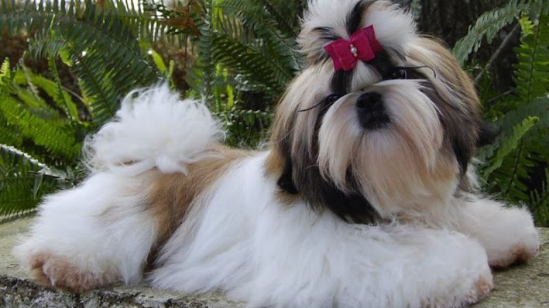 Có chế độ ăn hợp lý để chó Shih Tzu phát triển tốt nhất