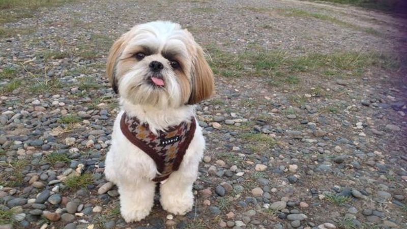 Bạn nên dành thời gian vui đùa cùng Shih Tzu mỗi ngày