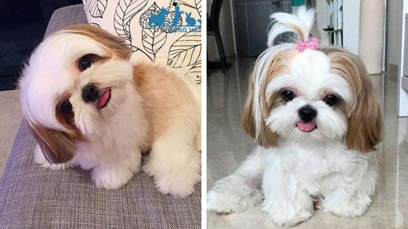 Tùy vào nơi sinh sản và mức độ thuần chủng mà chó Shih Tzu có giá khác nhau