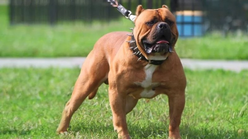 Bandog là giống chó lực lưỡng, mạnh khỏe