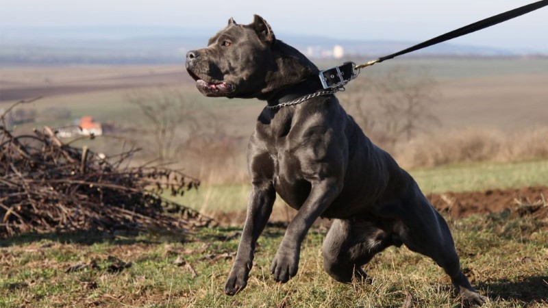 Đặc điểm tính cách của chó bandog