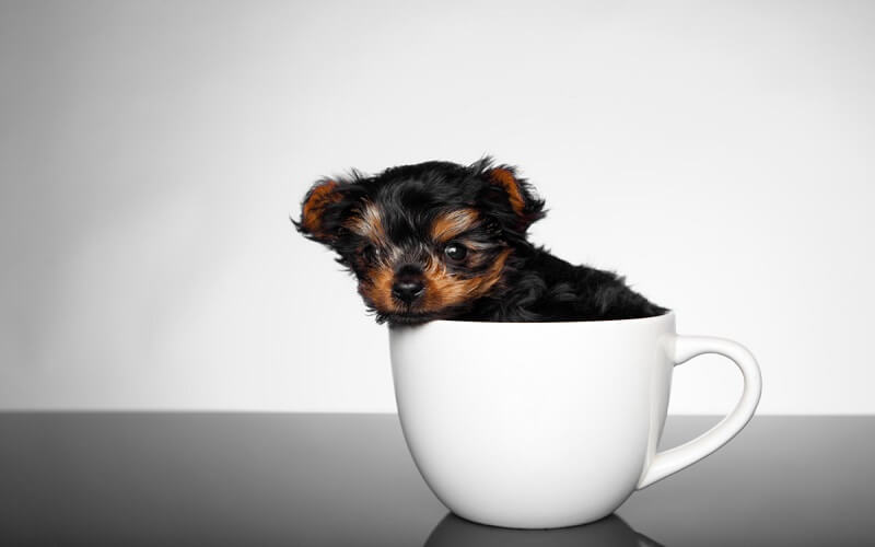 What breed of dog is Teacup? Origin, characteristics, farming method, selling price
