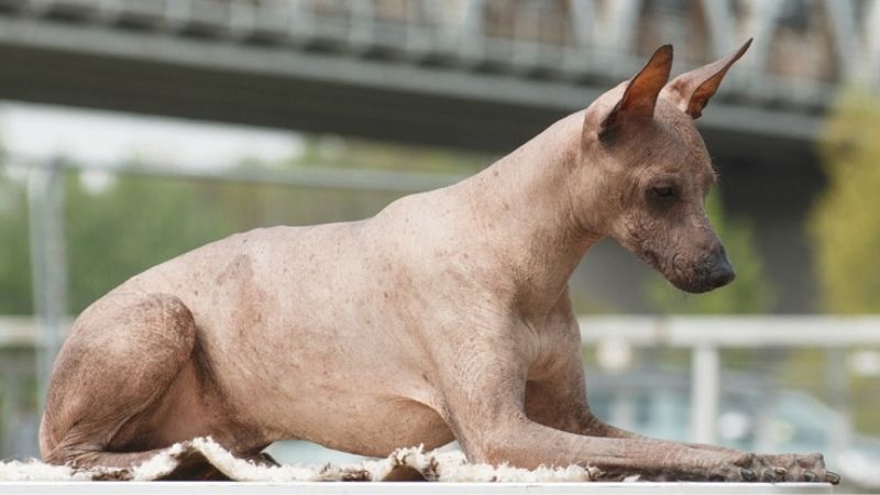 Hairless Peruvian Dog