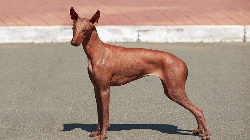 Active and agile Peruvian Dog