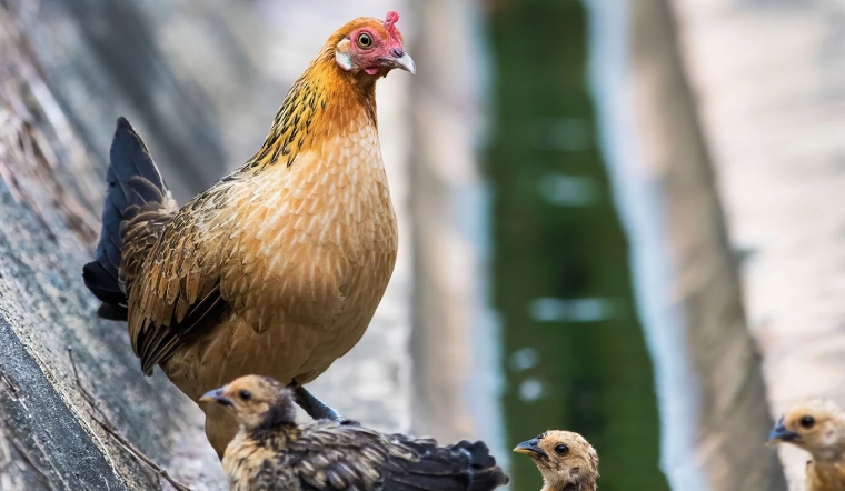 Giá gia cầm hôm nay 28/01/2023: Không ghi nhận thay đổi