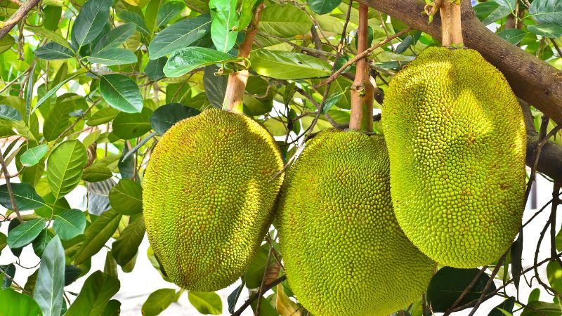 Xử lý mít trước khi xuất khẩu thế nào là chuẩn?