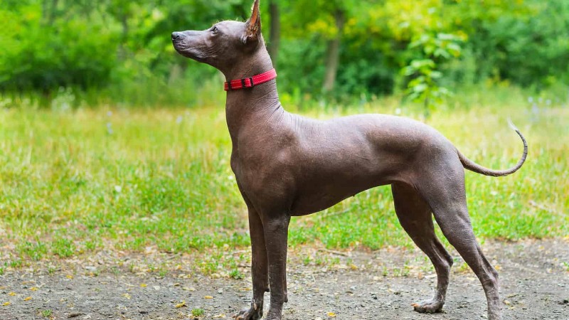 Chó Xoloitzcuintle có nguồn gốc, đặc điểm, cách nuôi, giá bán như thế nào?