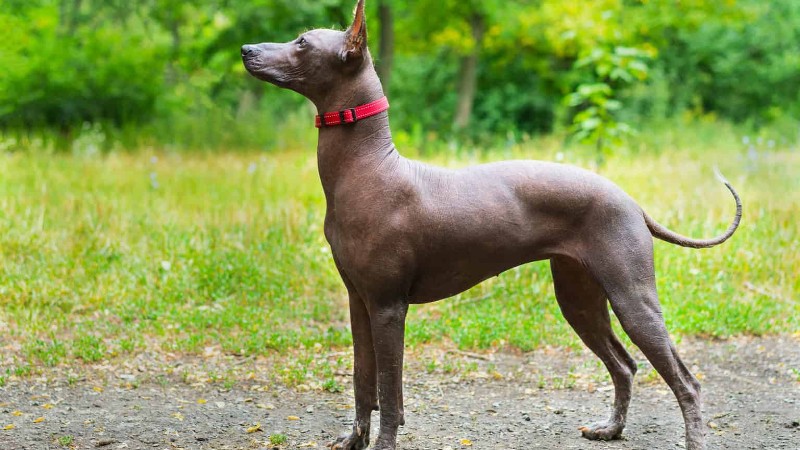 Nguồn gốc chó Xoloitzcuintle