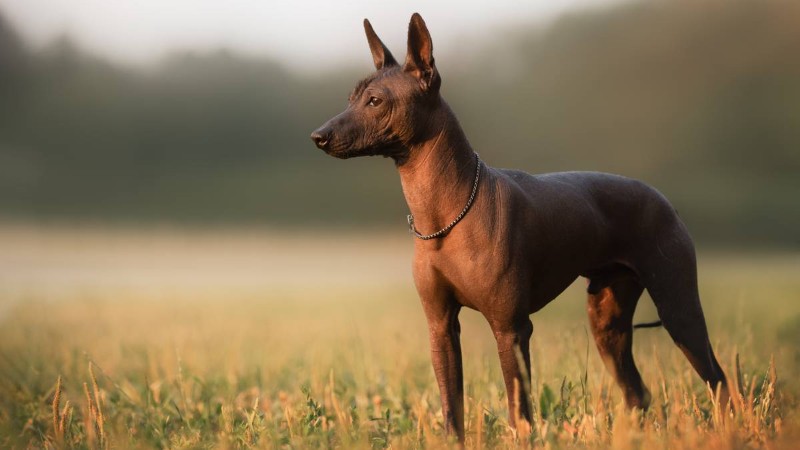 Đặc điểm ngoại hình chó Xoloitzcuintle