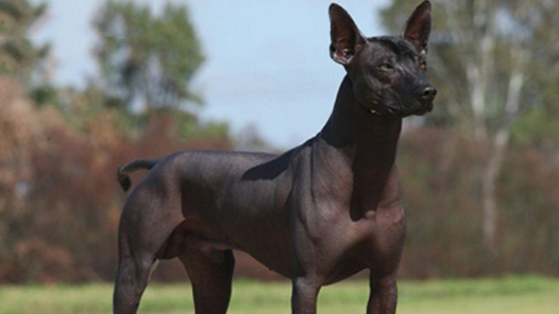 Lưu ý khi nuôi chó Xoloitzcuintle