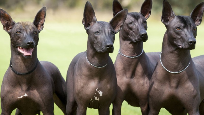 Bảng giá chó Xoloitzcuintle