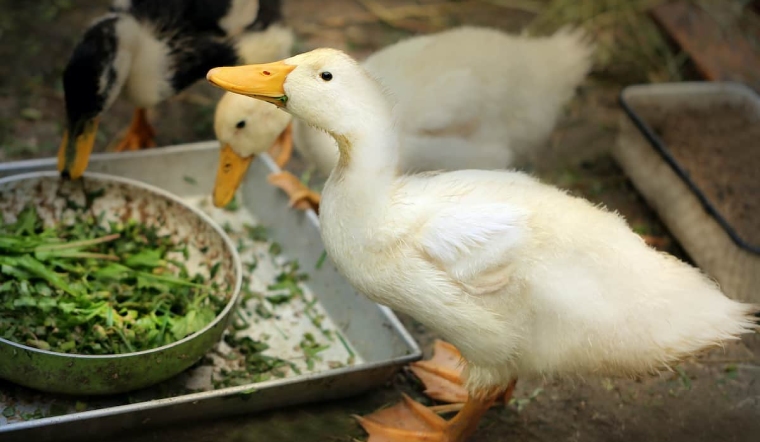 Giá gia cầm hôm nay 30/01/2023: Tuần mới bình ổn