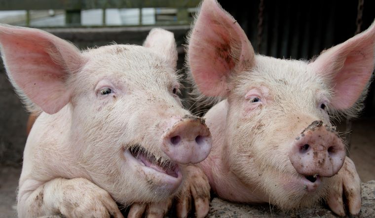 Giá heo hơi hôm nay 30/1/2023: Đi ngang trong khoảng 51.000 đến 54.000 đồng/kg