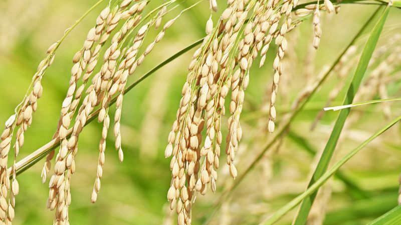 Giá lúa hôm nay 30/1