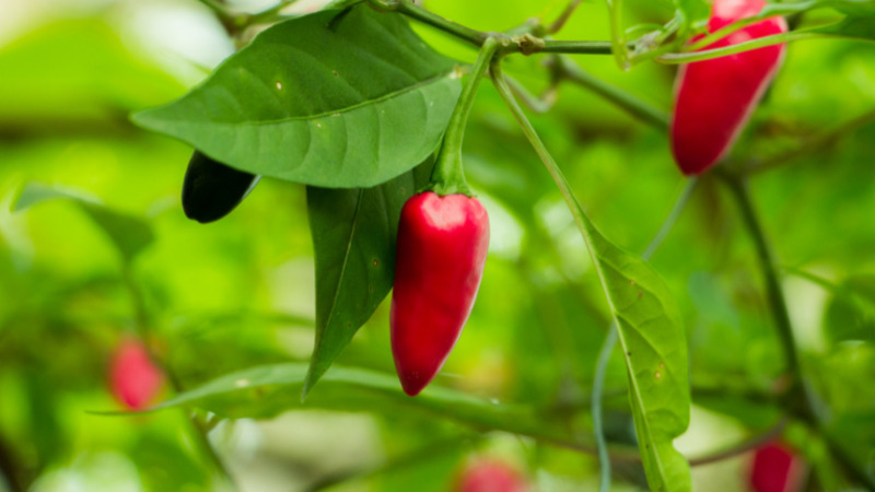 Giá ớt hôm nay 31/01/2023 mới nhất Giá ớt hôm nay 31/01/2023 mới nhất