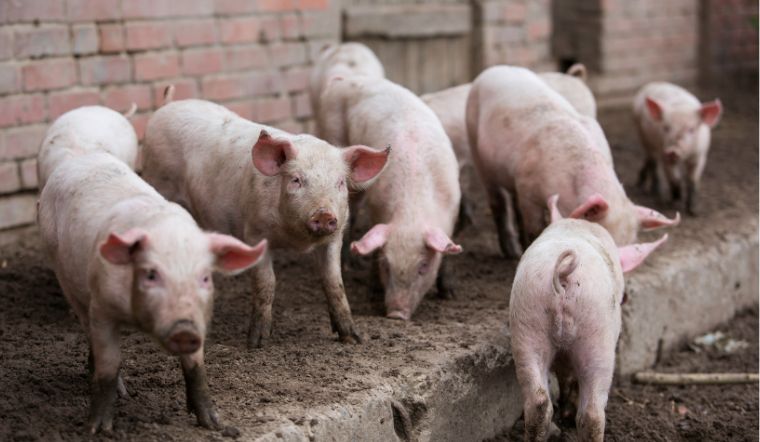 Giá heo hơi hôm nay 31/1/2023: Không ghi nhận biến động mới trên cả nước