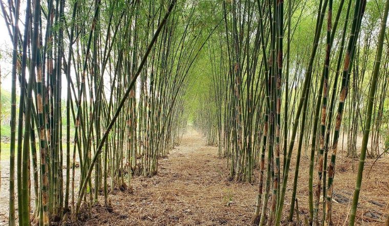 Cây tầm vông: Đặc điểm, nguồn gốc và ứng dụng trong cuộc sống