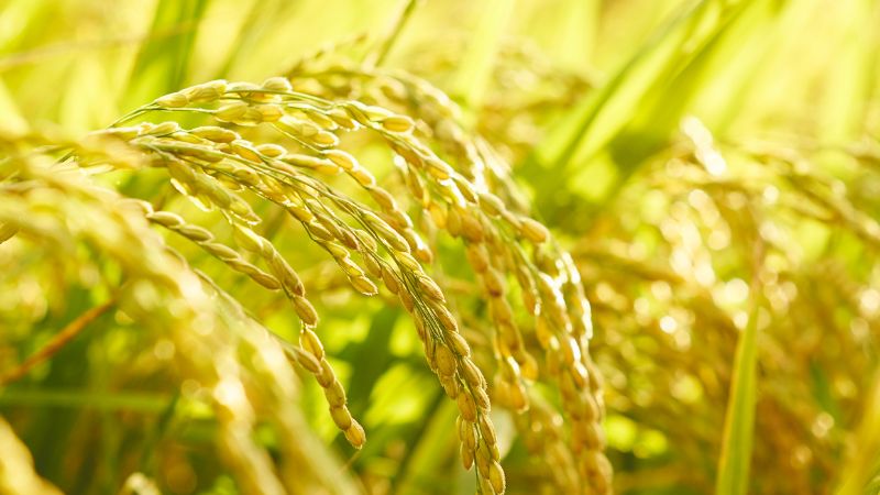 Giá lúa hôm nay 31/1 Giá lúa hôm nay 31/1