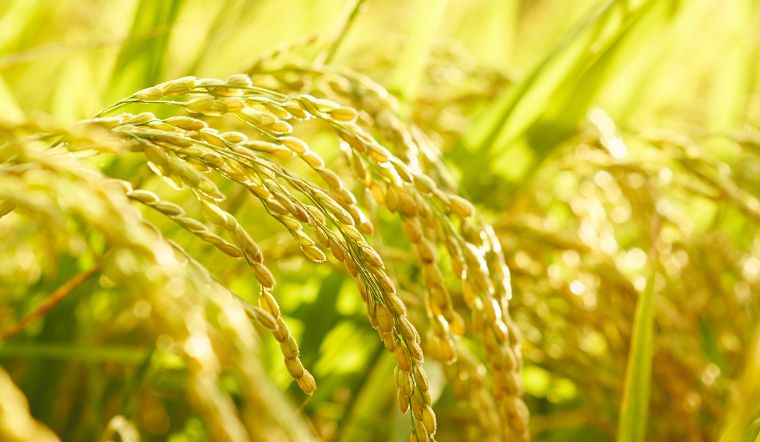 Giá lúa gạo hôm nay 31/1/2023: Ổn định không thay đổi