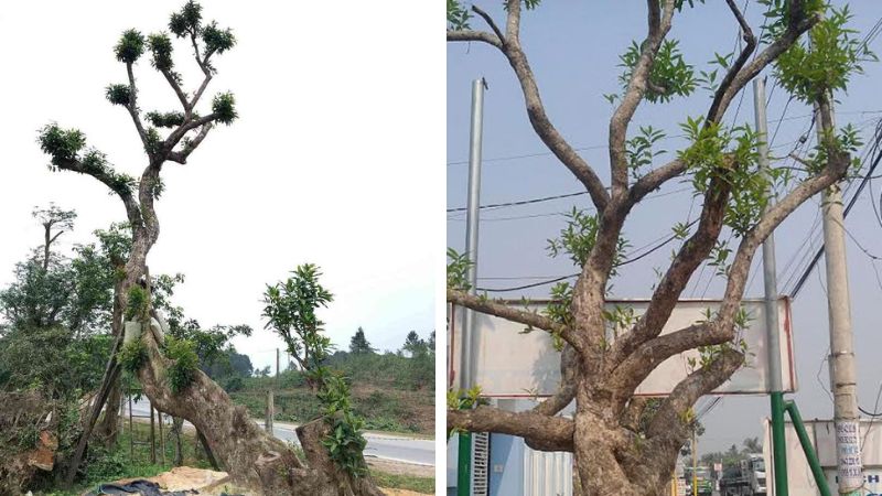 Ý nghĩa phong thuỷ cây trâm