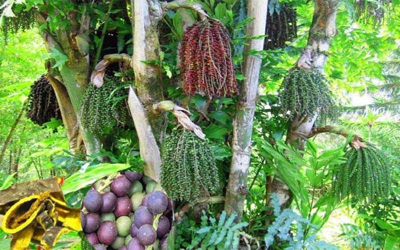 How to plant and care for the Dung Dinh tree