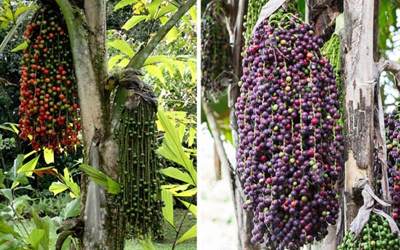 The Dung Dinh tree brings fortune and prosperity